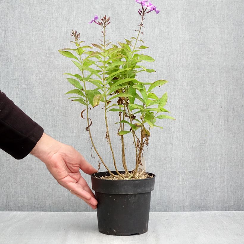 Phlox paniculata Little Laura 2L/3L pot sample as delivered in autumn