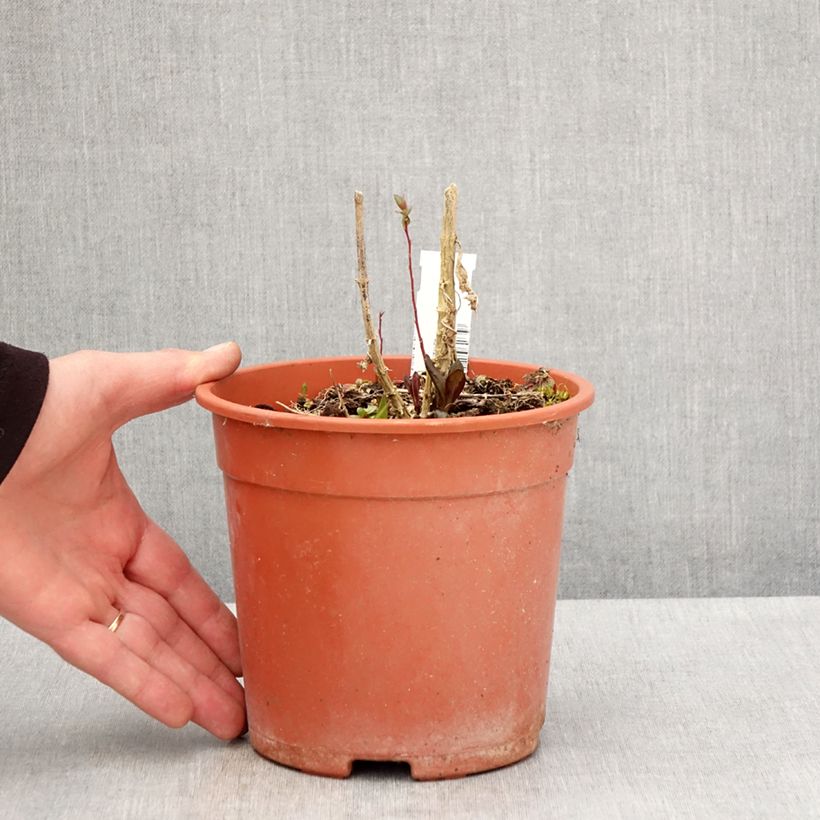 Phlox paniculata Little Laura 2L/3L pot sample as delivered in spring