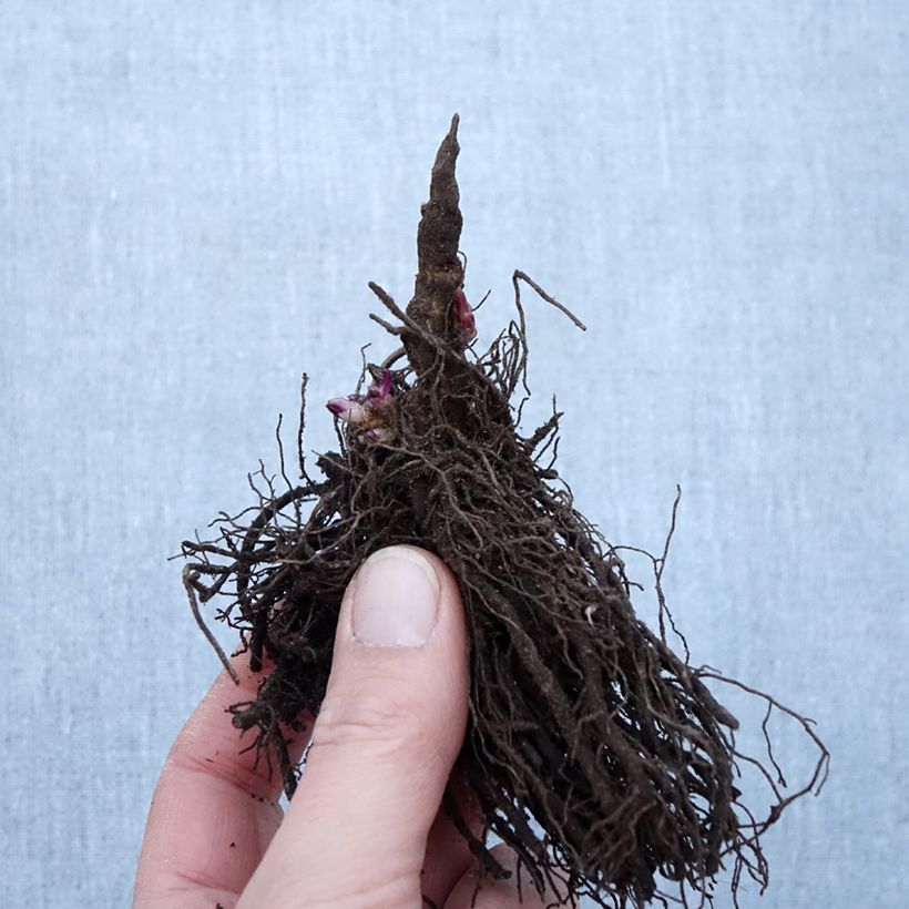 Phlox paniculata Little Laura Bare root sample as delivered in winter