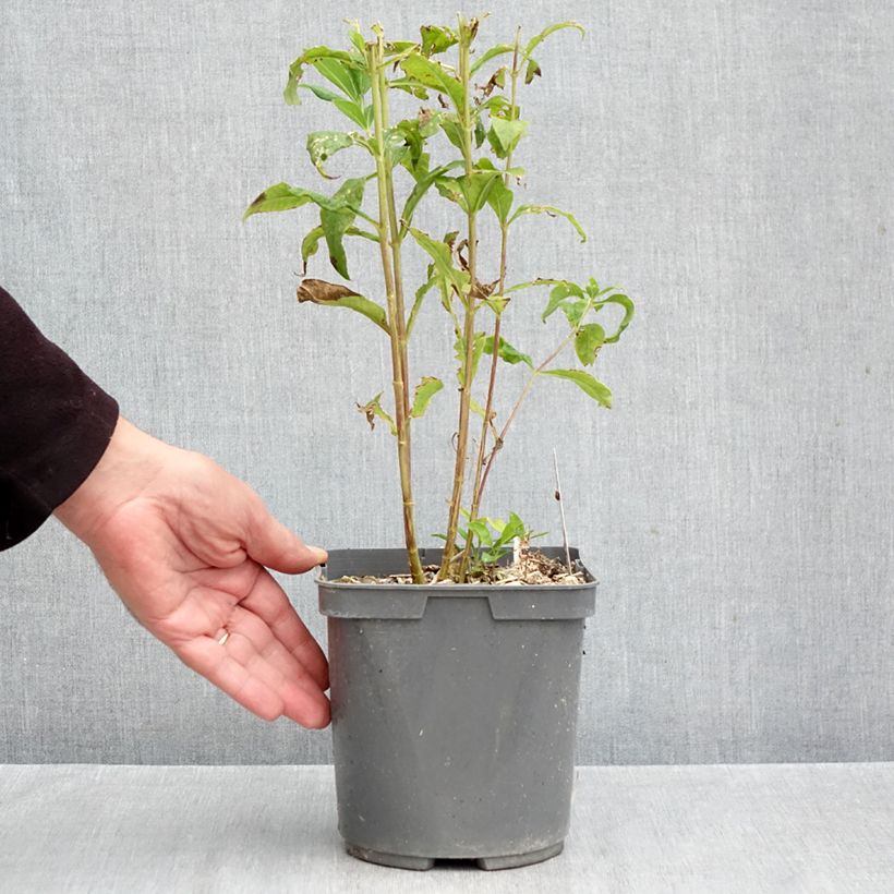 Phlox paniculata Mikes Favourite 2L/3L pot sample as delivered in autumn