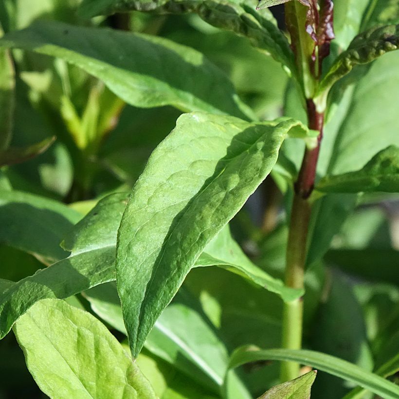 Phlox paniculata Modern Art (Foliage)