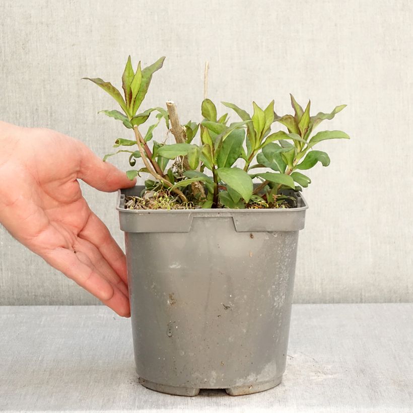 Phlox paniculata Modern Art 2L/3L pot sample as delivered in spring