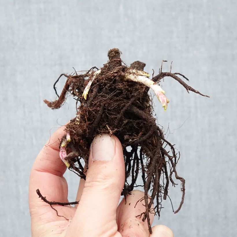 Phlox paniculata Modern Art Bare root sample as delivered in winter