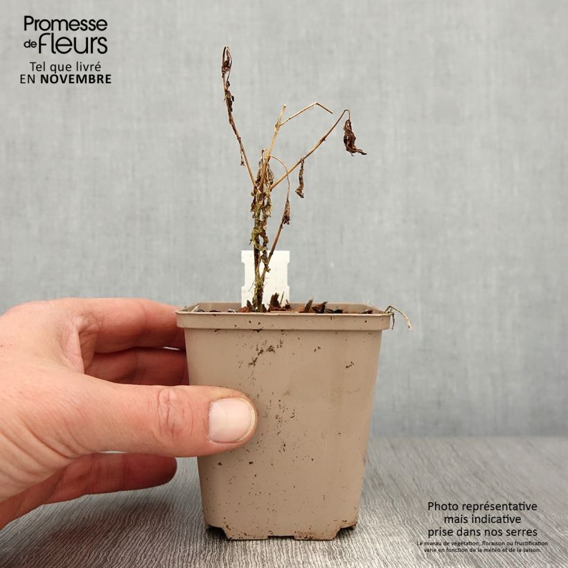 Phlox paniculata Olympus 8/9 cm pot sample as delivered in autumn