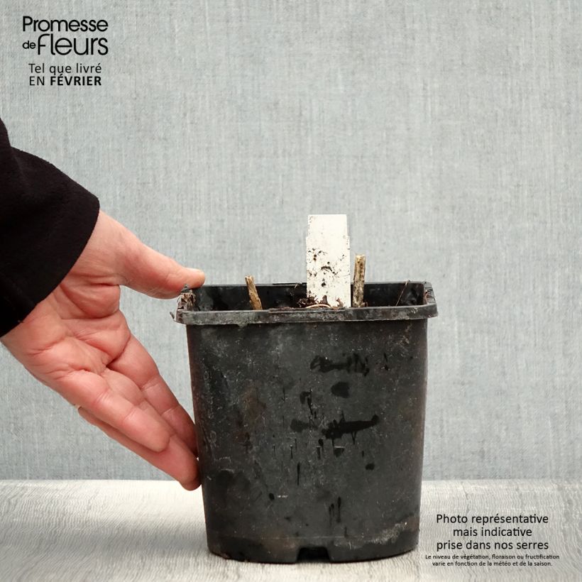 Phlox paniculata Olympus 1.5L/2L pot sample as delivered in winter