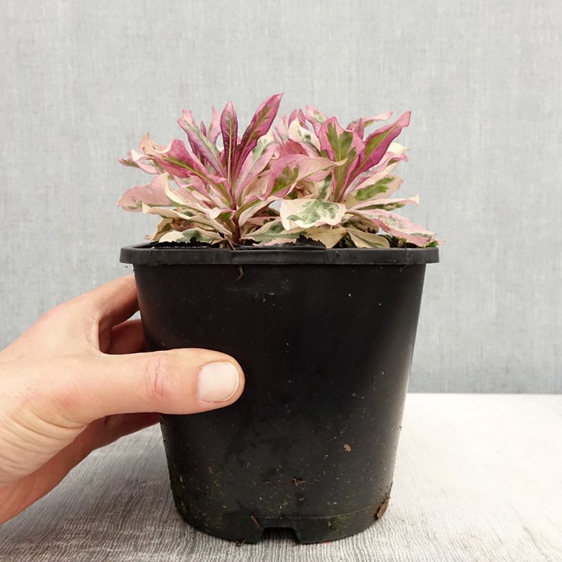 Phlox paniculata Olympus 1.5L/2L pot sample as delivered in spring