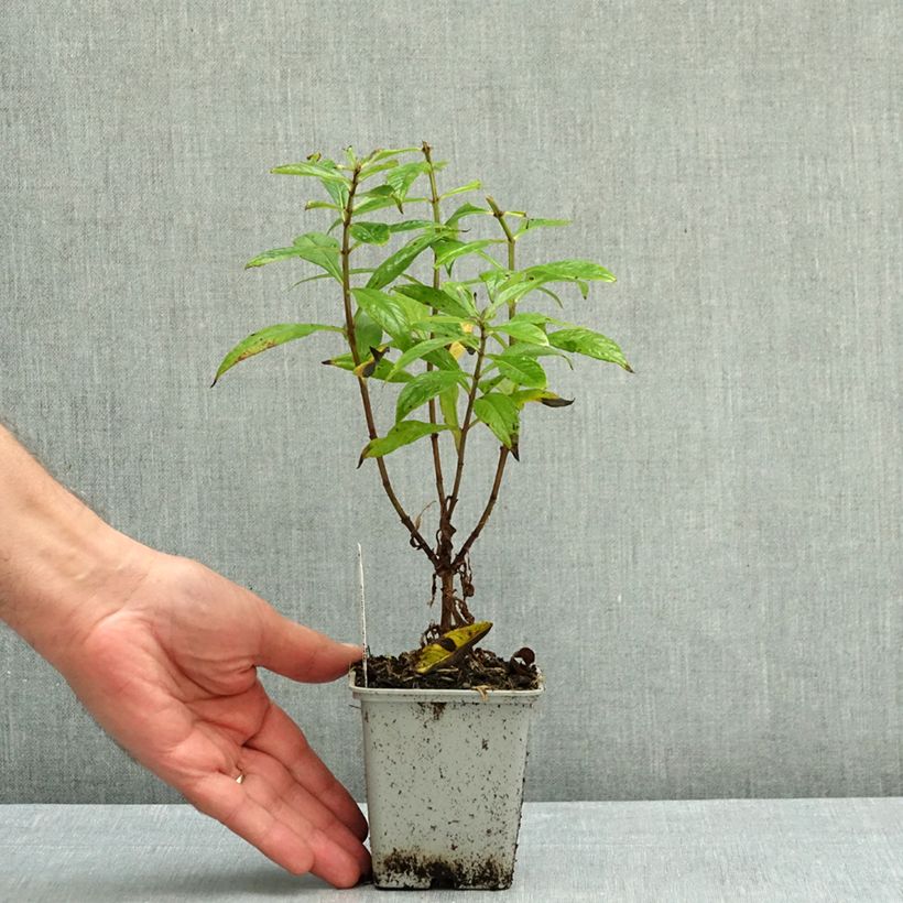 Phlox paniculata Orange Perfection 7/8 cm pot sample as delivered in autumn