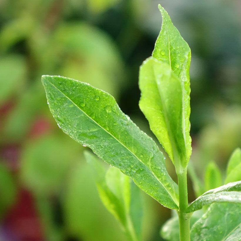 Phlox paniculata Orchid Green (Foliage)