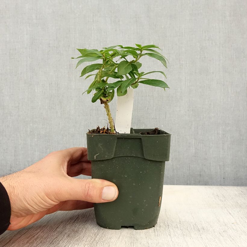 Phlox paniculata Peppermint Twist 8/9 cm pot sample as delivered in autumn
