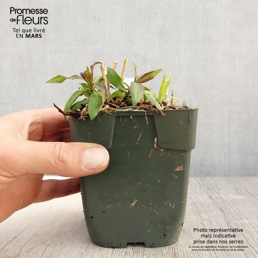 Phlox paniculata Peppermint Twist 8/9 cm pot sample as delivered in spring