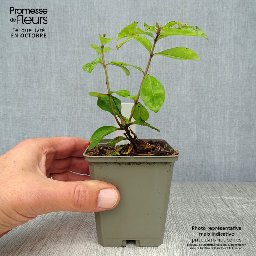 Phlox paniculata Purple Eye Flame 8/9 cm pot sample as delivered in autumn
