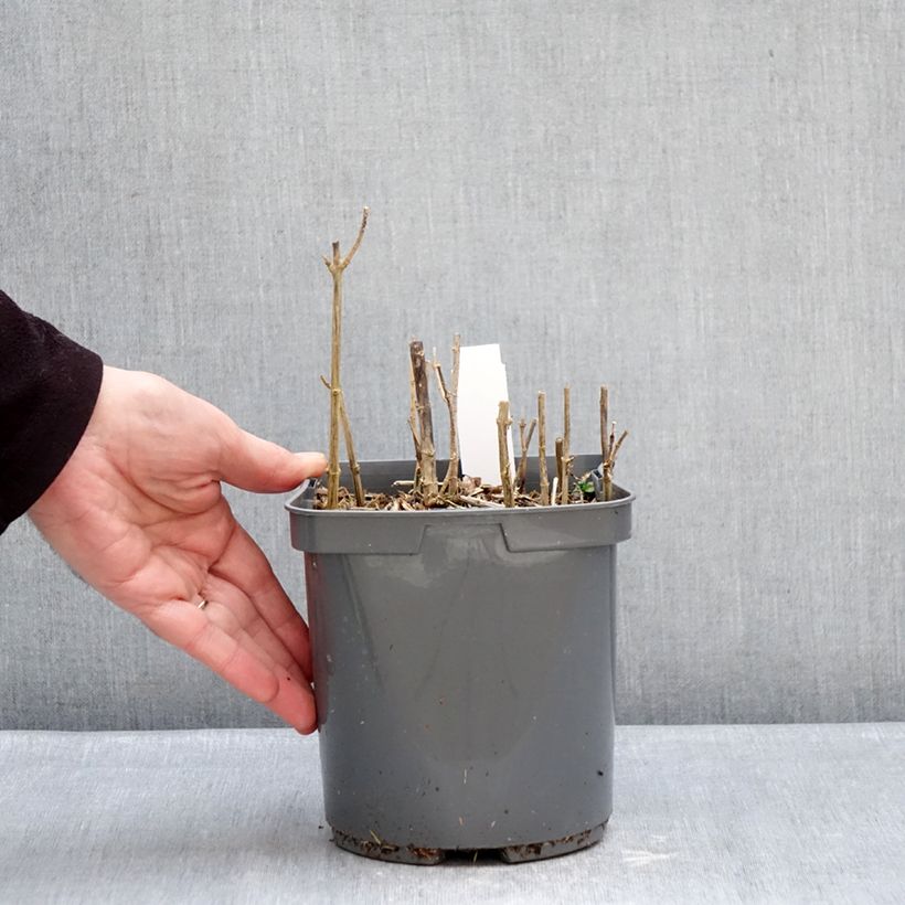 Phlox paniculata Sherbet Blend 2L/3L pot sample as delivered in winter