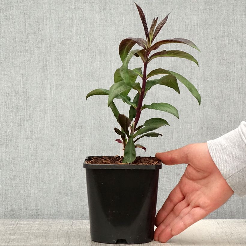 Phlox paniculata Starfire 1.5L/2L pot sample as delivered in spring