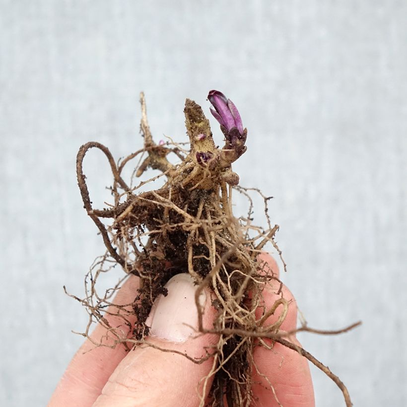 Phlox paniculata Starfire Bare root sample as delivered in winter