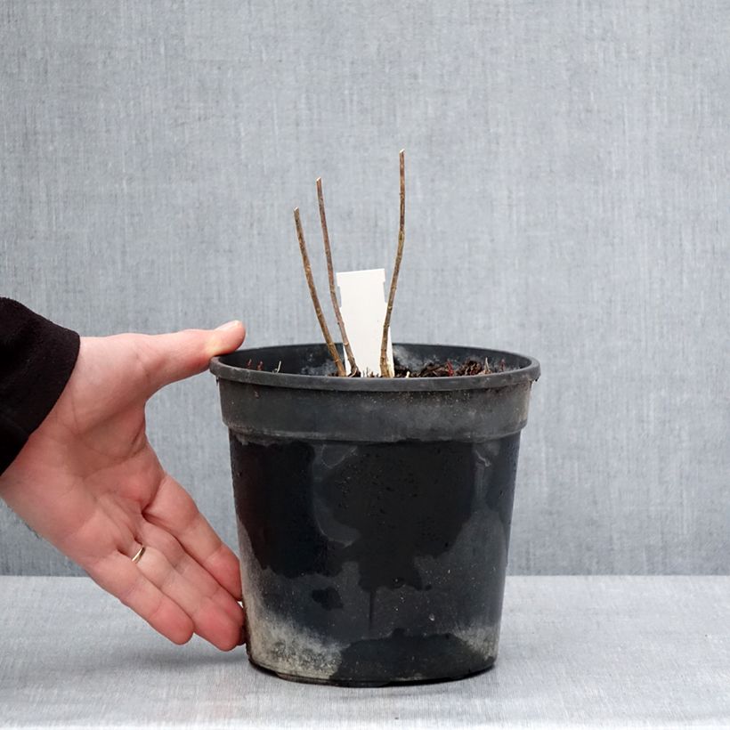 Phlox paniculata Stars and Stripes 2L/3L pot sample as delivered in winter