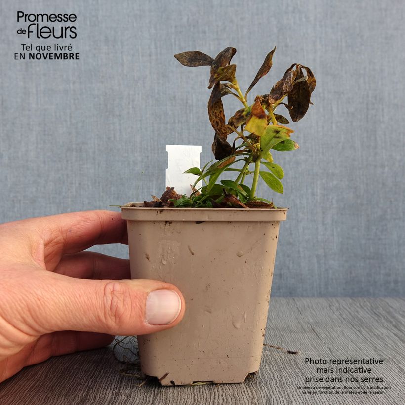 Phlox paniculata Tiara 8/9 cm pot sample as delivered in autumn