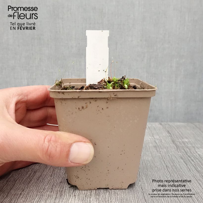 Phlox paniculata Tiara 8/9 cm pot sample as delivered in winter