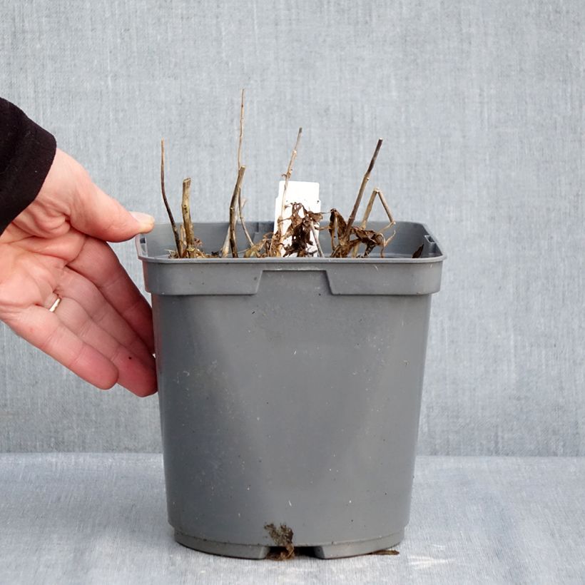 Phlox paniculata Twister 2L/3L pot sample as delivered in winter