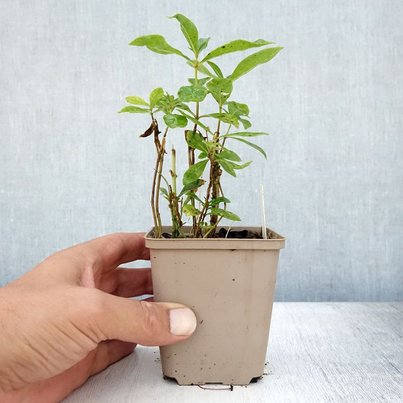 Phlox paniculata Uspech 8/9 cm pot sample as delivered in summer