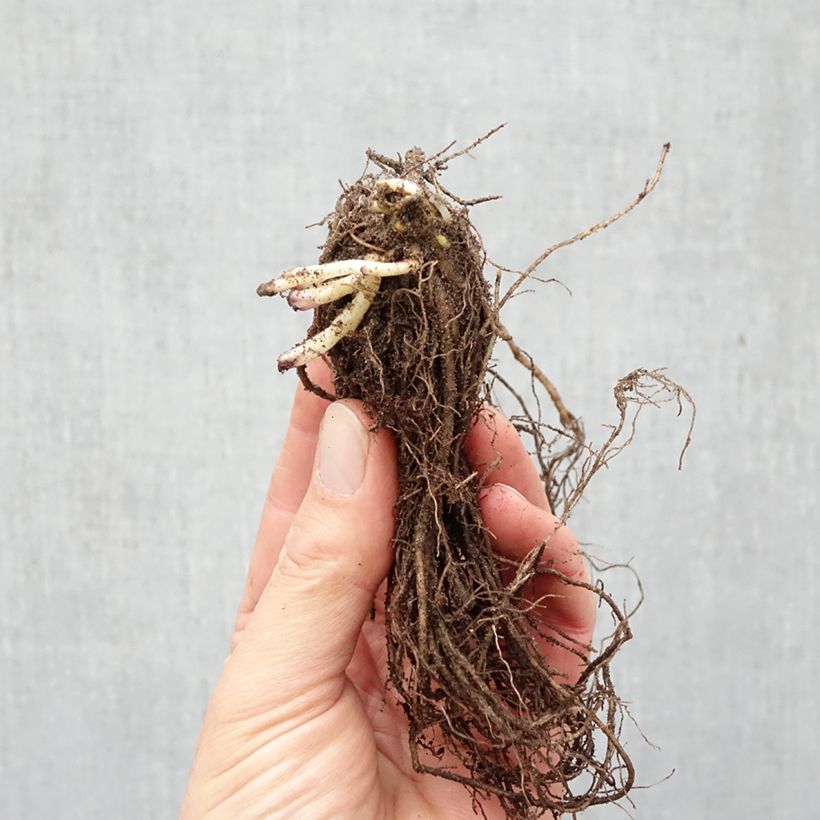 Phlox paniculata Uspech Bare root sample as delivered in winter