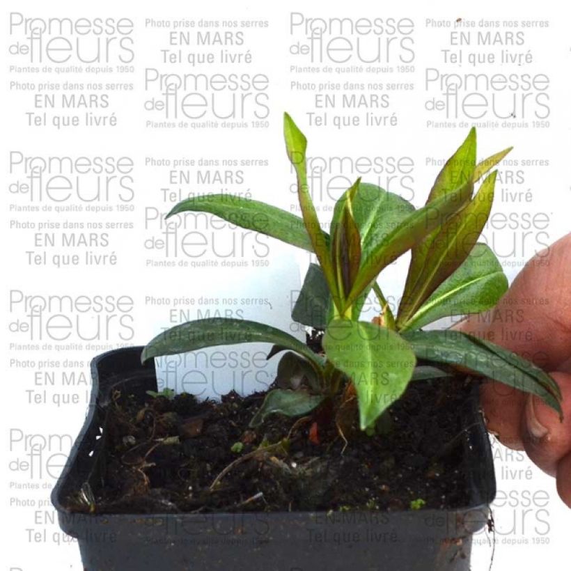 Example of Phlox paniculata Violet Flame 8/9 cm pot specimen as delivered