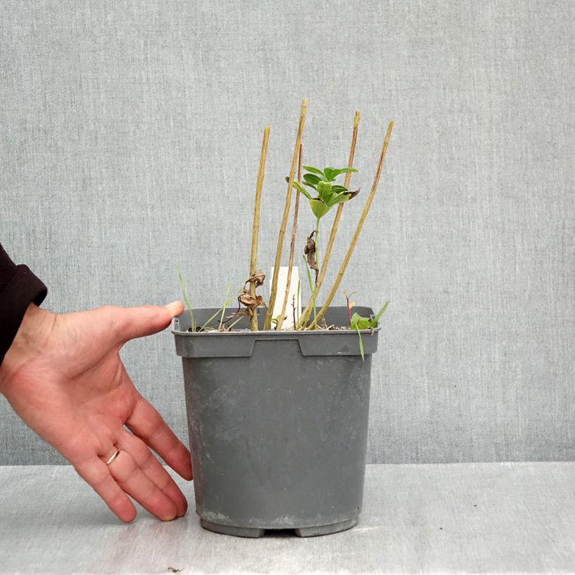 Phlox paniculata Younique Bicolor 2L/3L pot sample as delivered in autumn