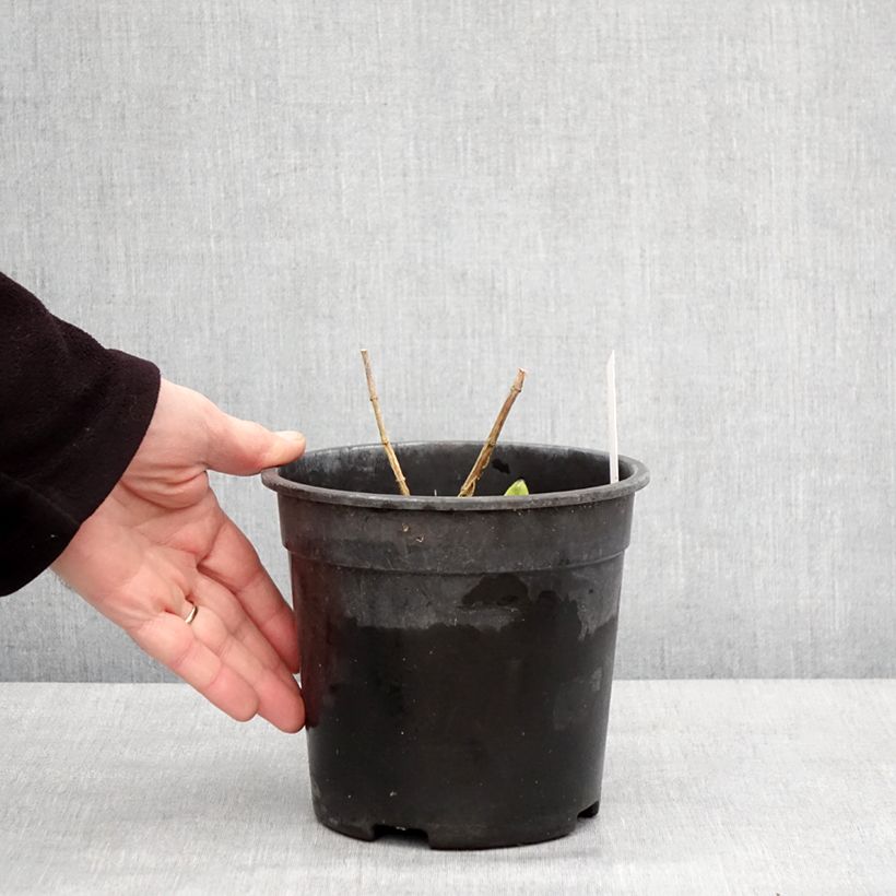 Phlox paniculata Younique Bicolor 2L/3L pot sample as delivered in winter