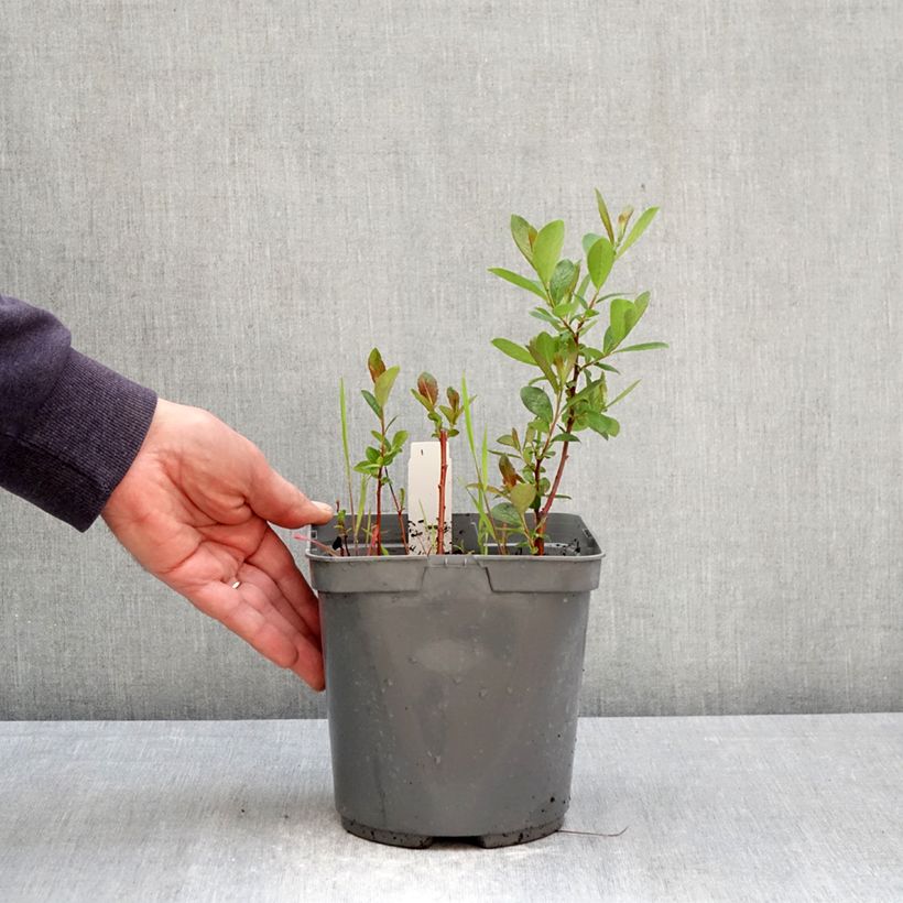 Phlox paniculata Younique Bicolor 2L/3L pot sample as delivered in spring