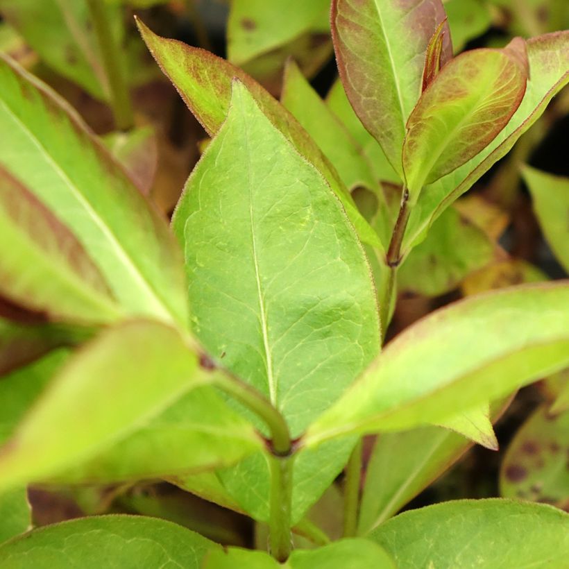 Phlox paniculata Younique Cerise (Foliage)