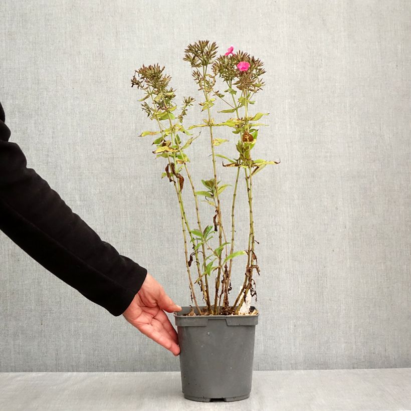 Phlox paniculata Younique Cerise 2L/3L pot sample as delivered in autumn