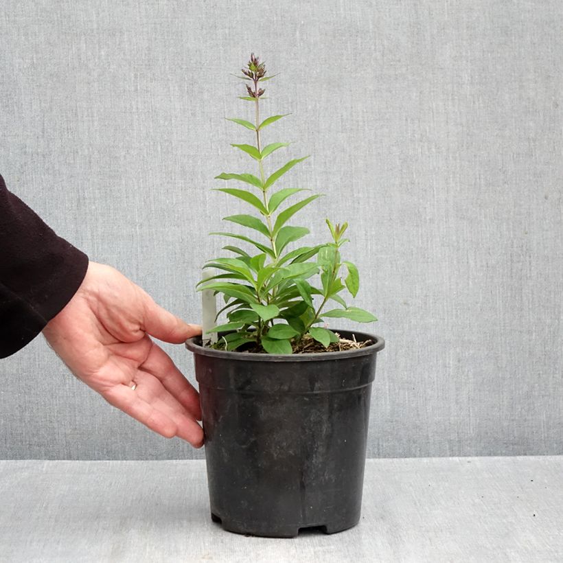 Phlox paniculata Younique Old Blue 2L/3L pot sample as delivered in autumn