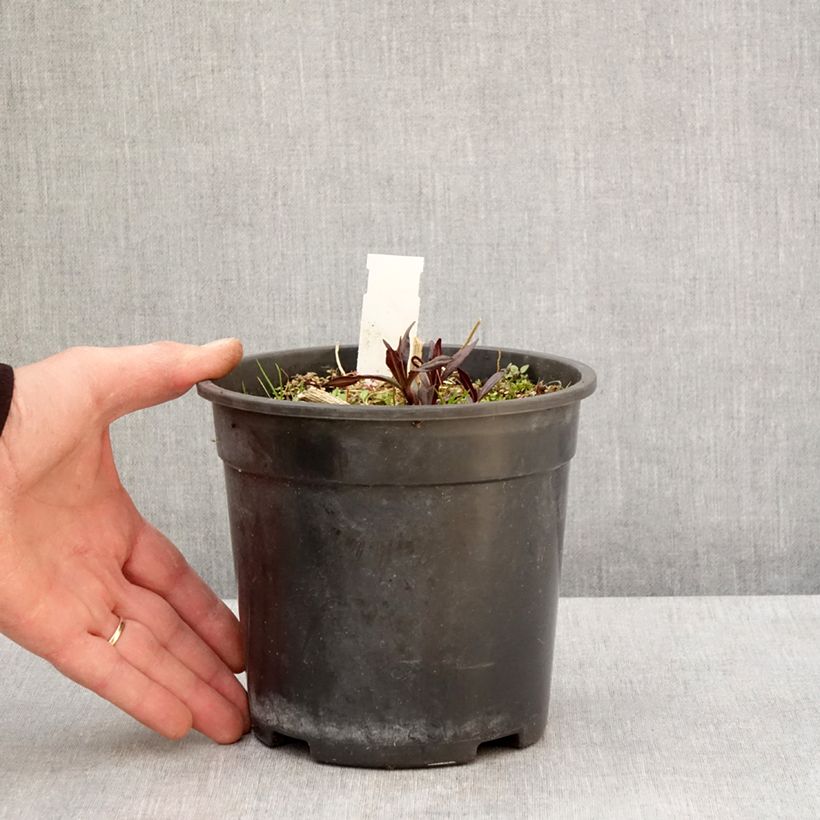 Phlox paniculata Younique Old Purple 2L/3L pot sample as delivered in spring