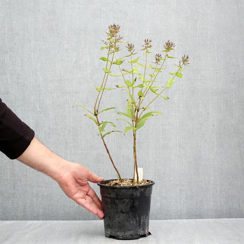 Phlox paniculata Younique Orange 2L/3L pot sample as delivered in autumn