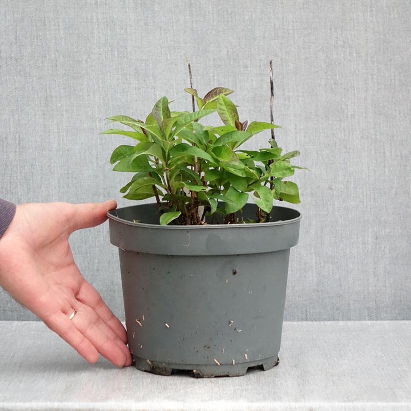 Phlox paniculata Younique Red 2L/3L pot sample as delivered in autumn