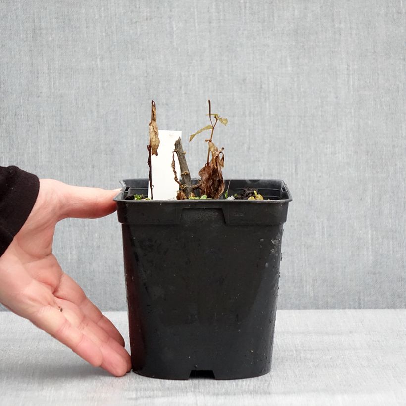 Phlox paniculata Younique Trendy 2L/3L pot sample as delivered in winter