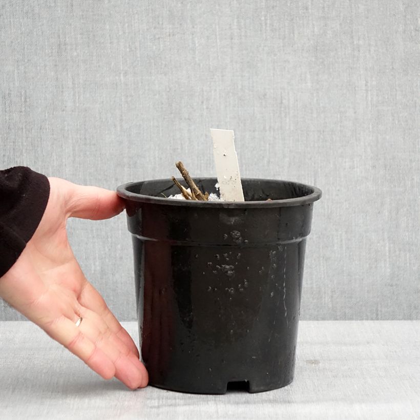 Phlox paniculata Younique White 2L/3L pot sample as delivered in winter