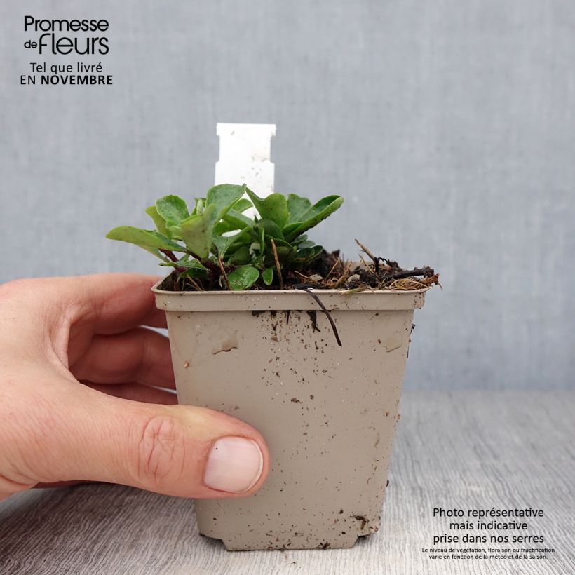 Phlox stolonifera Home Fires 8/9 cm pot sample as delivered in autumn