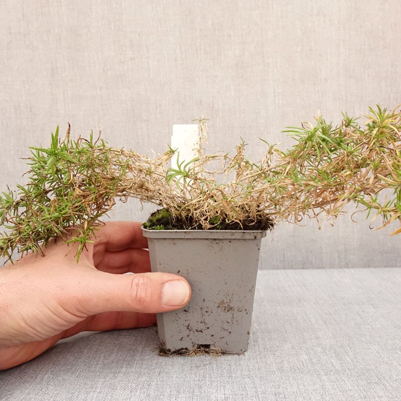 Phlox subulata Atropurpurea 8/9 cm pot sample as delivered in winter