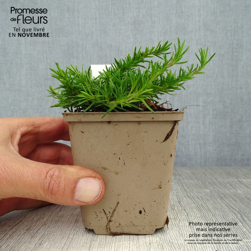 Phlox subulata McDaniels Cushion 8/9 cm pot sample as delivered in autumn