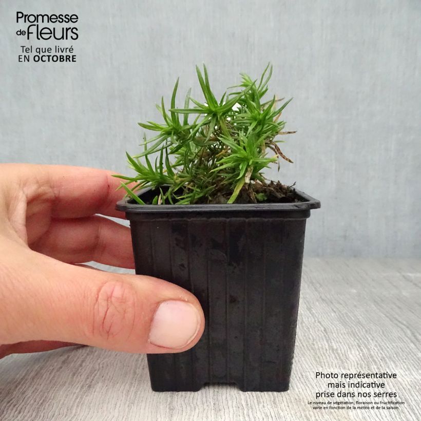 Phlox subulata Purple Beauty 8/9 cm pot sample as delivered in autumn