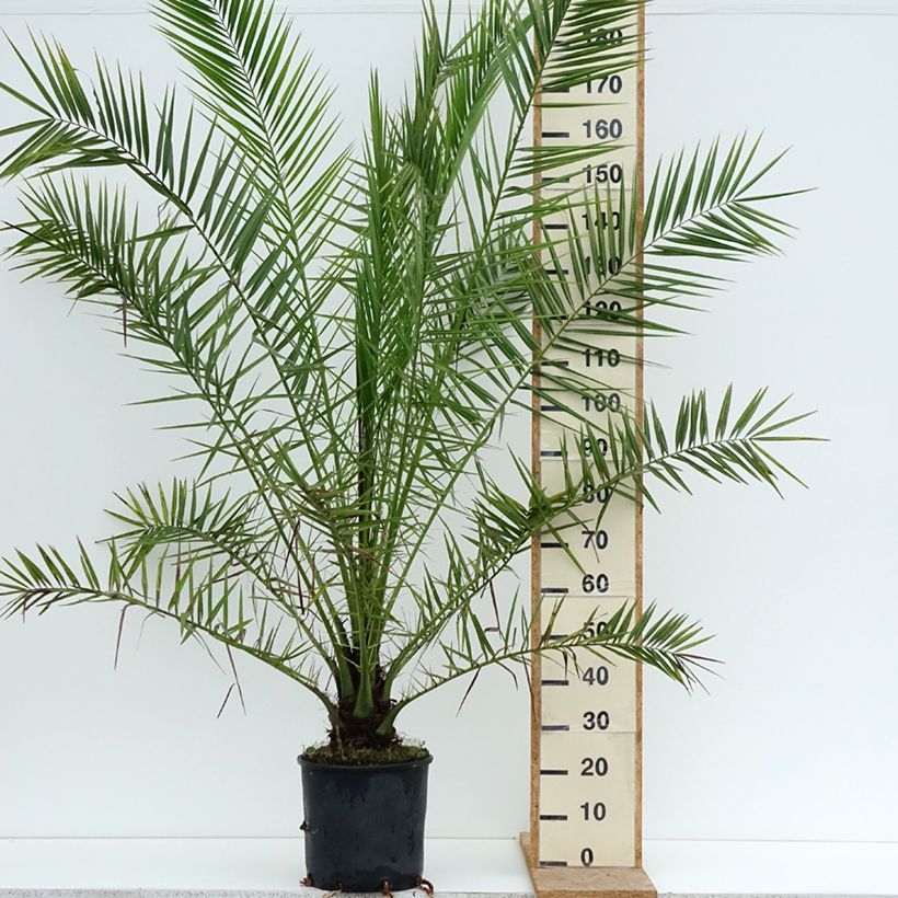 Phoenix canariensis - Canary Island Date Palm 7.5L/10L pot sample as delivered in summer