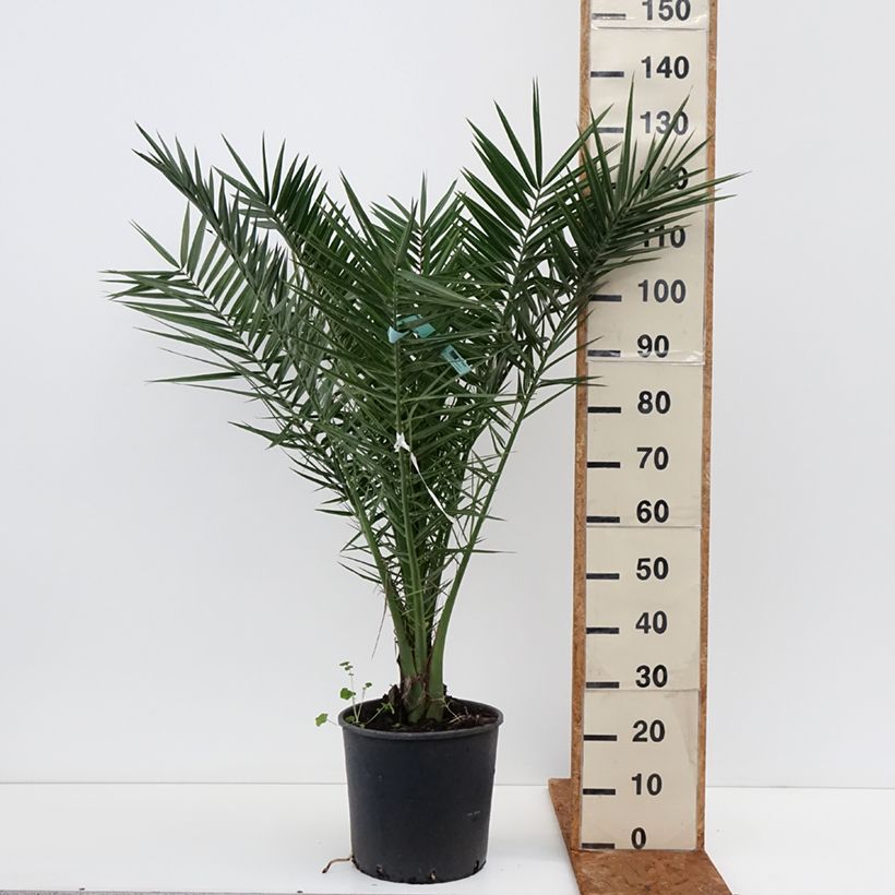 Phoenix canariensis - Canary Island Date Palm 7.5L/10L pot sample as delivered in winter
