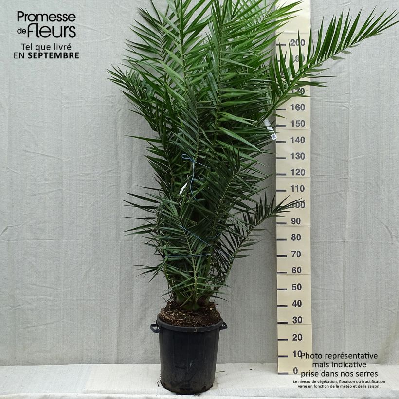 Phoenix canariensis - Canary Island Date Palm 30L/35L pot sample as delivered in autumn