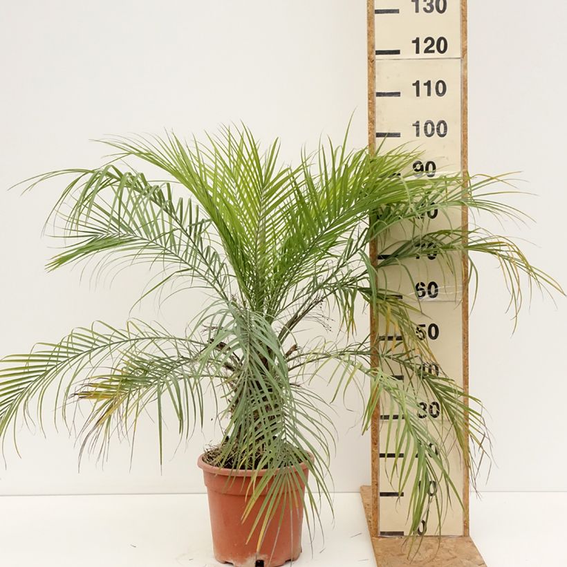 Phoenix roebelinii 7.5L/10L pot sample as delivered in summer
