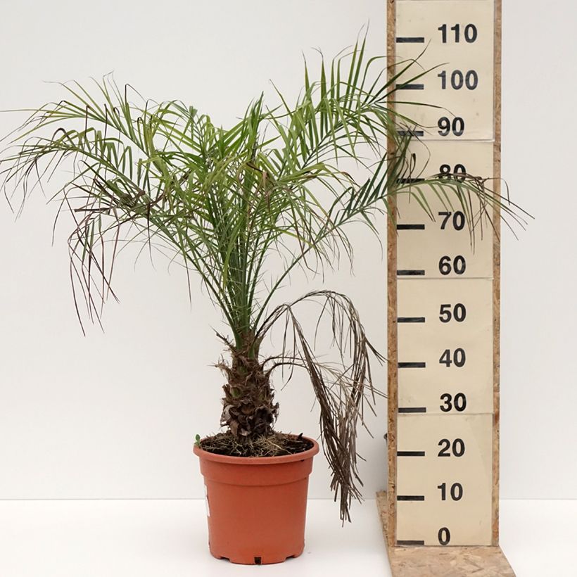 Phoenix roebelinii 7.5L/10L pot sample as delivered in winter