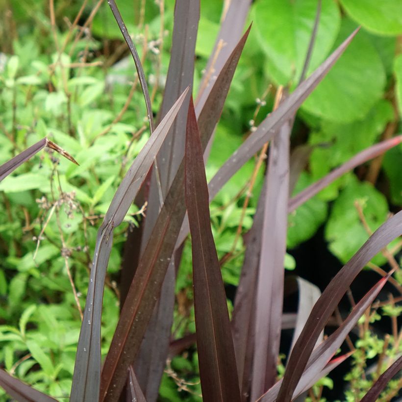 Phormium tenax Black Velvet (Foliage)