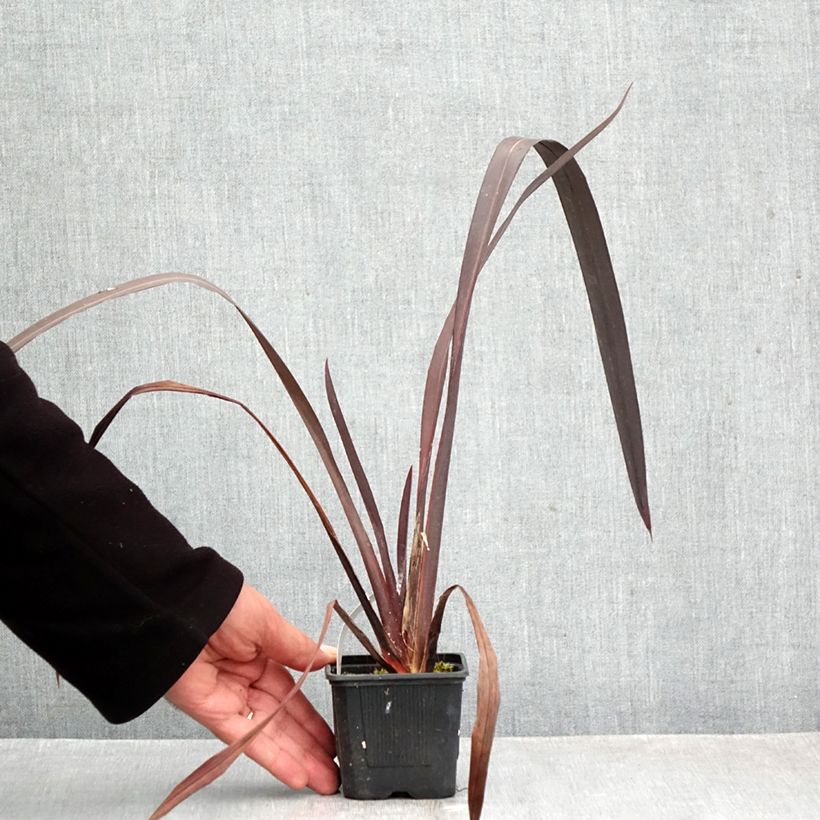 Phormium tenax Black Velvet 8/9 cm pot sample as delivered in autumn