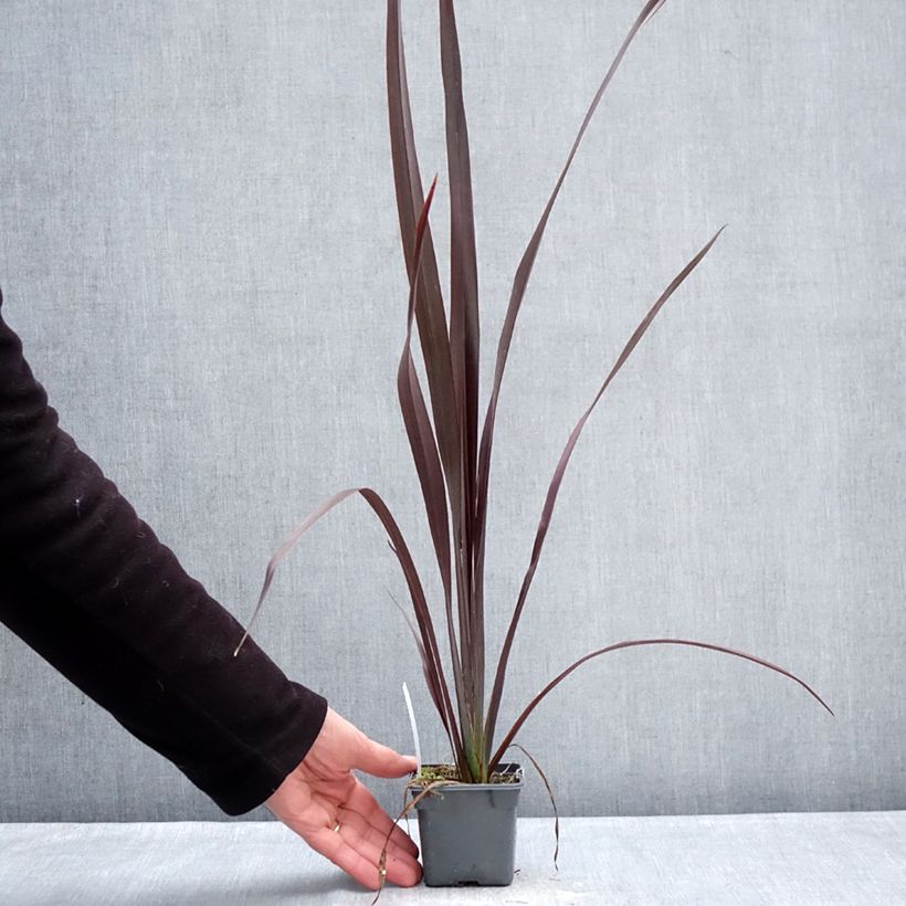 Phormium tenax Black Velvet 8/9 cm pot sample as delivered in winter
