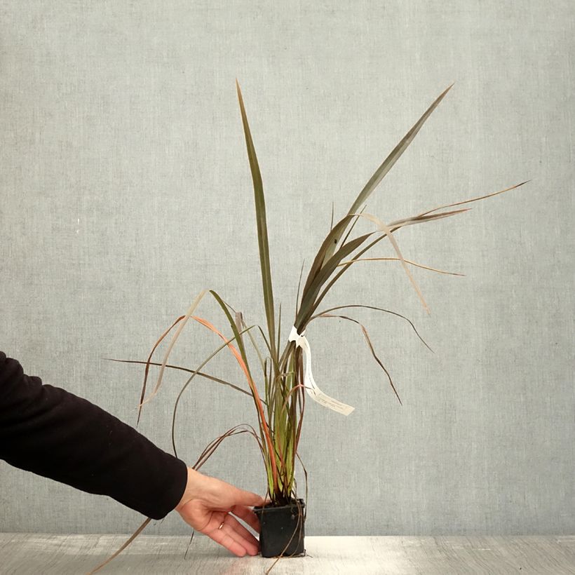Phormium cookianum Bronze Baby 8/9 cm pot sample as delivered in autumn
