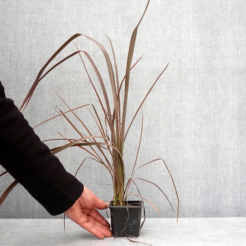 Phormium cookianum Bronze Baby 8/9 cm pot sample as delivered in winter